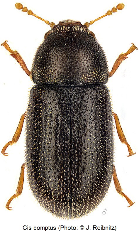 cis_comptus_hab_rbn.jpg