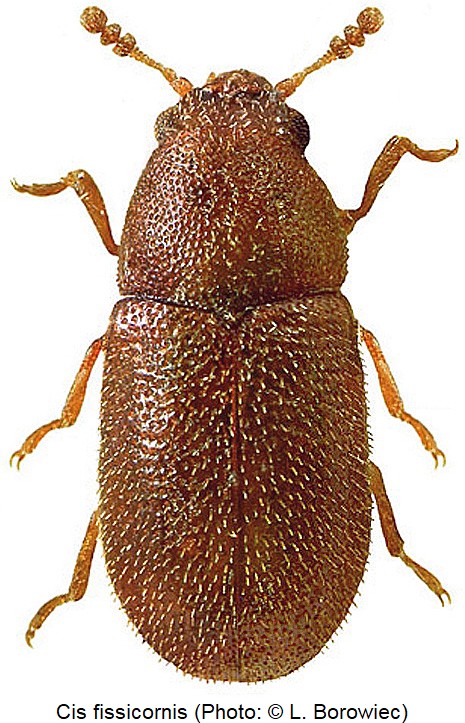 cis_fissicornis_hab_bor.jpg