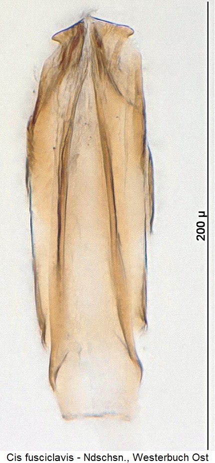 cis_fusciclavis1-20240204.jpg
