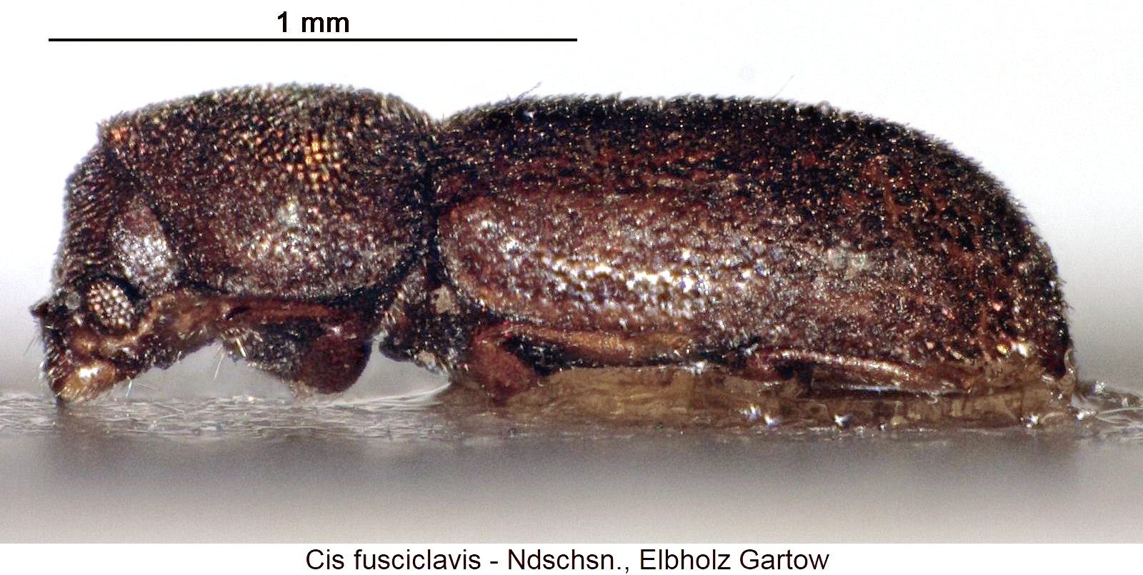cis_fusciclavis_sa-20240204.jpg