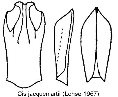 cis_jacquemartii.gif