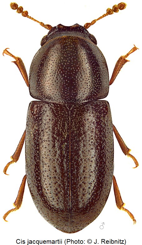 cis_jacquemartii_hab_rbn.jpg