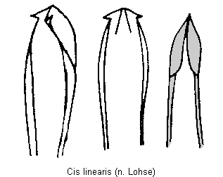 cis_linearis.gif
