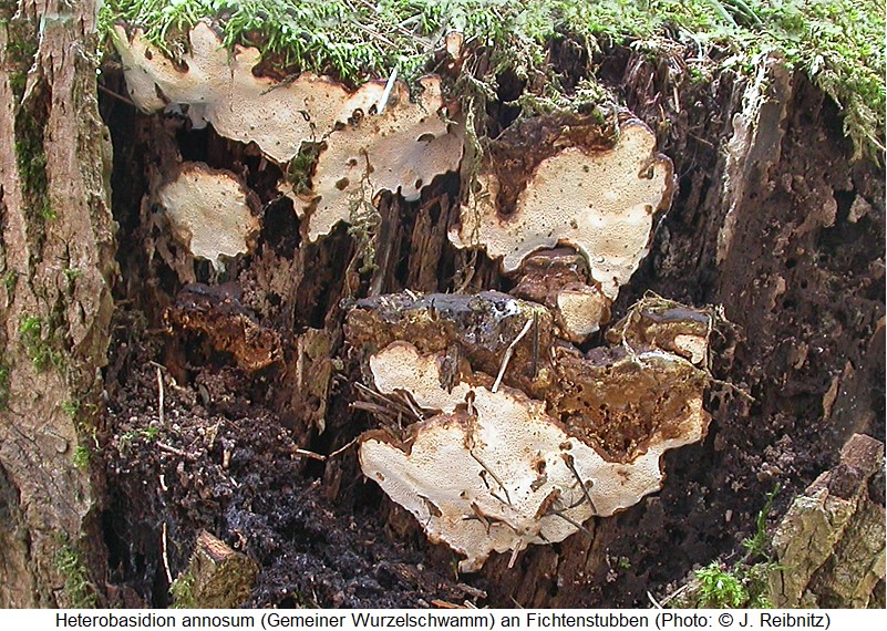 cis_lineatocribratus_heterobasi_rbn.jpg
