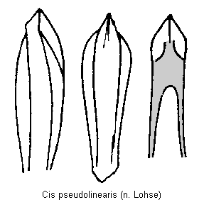 cis_pseudolinearis.gif