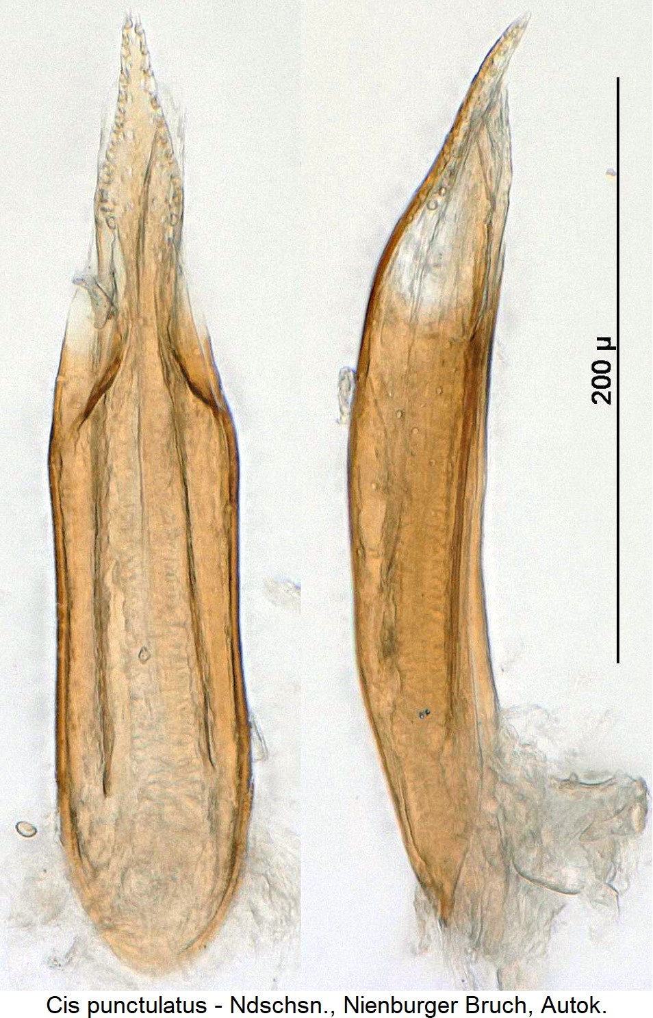 cis_punctulatus1-20240204.jpg