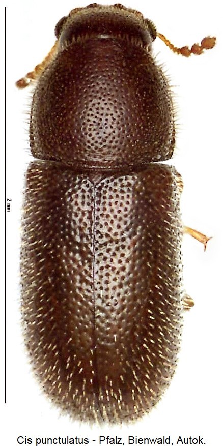 cis_punctulatus_hab.jpg