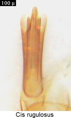 cis_rugulosus.jpg