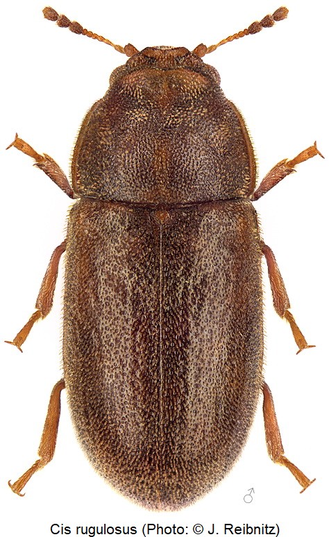 cis_rugulosus_hab_rbn.jpg