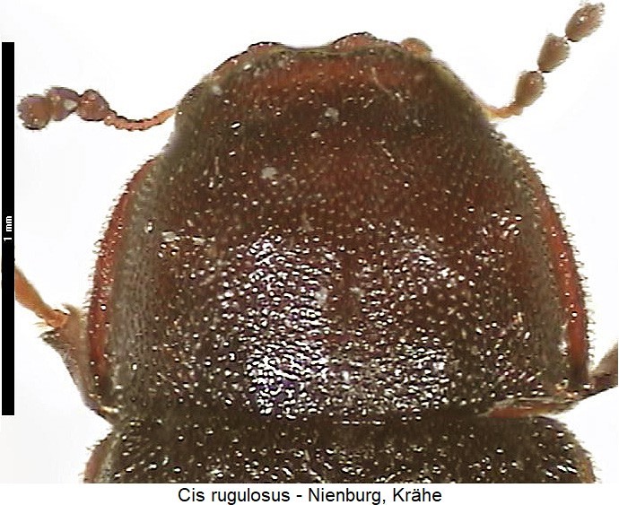 cis_rugulosus_vk-20240204.jpg