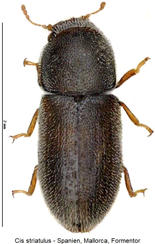 cis_striatulus_hab-20240204.jpg