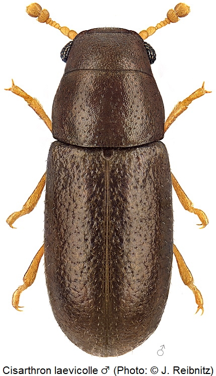 cisarthron_laevicolle_m_hab_rbn.jpg
