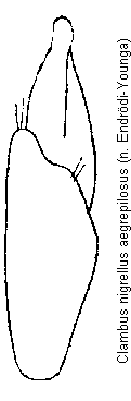 clambus_aegrepilosus.gif