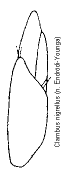 clambus_nigrellus.gif