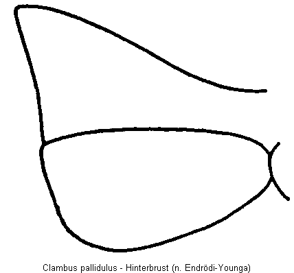 clambus_pallidulus_hbr.gif
