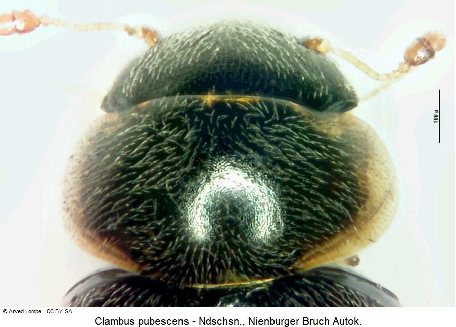 clambus_pubescens_vk.jpg