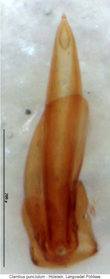clambus_punctulum2.jpg