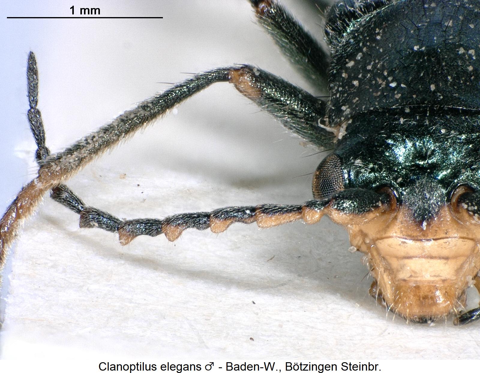 clanoptilus_elegans_m_f.jpg