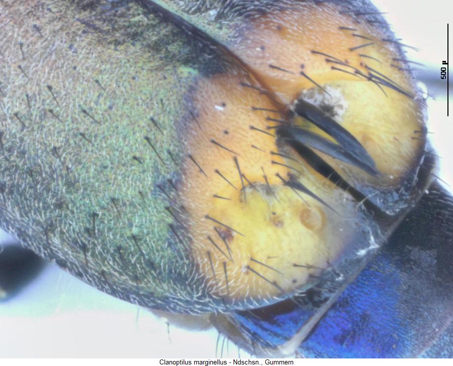 clanoptilus_marginellus_exc.jpg