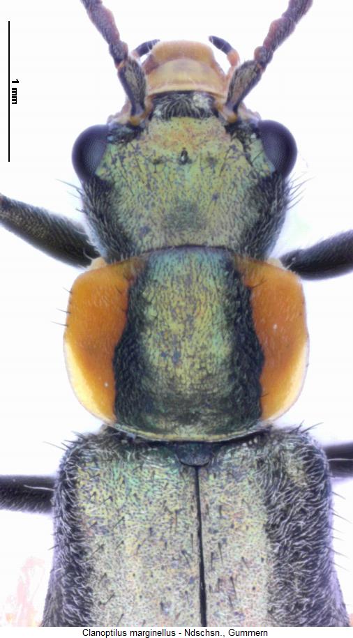 clanoptilus_marginellus_vk.jpg