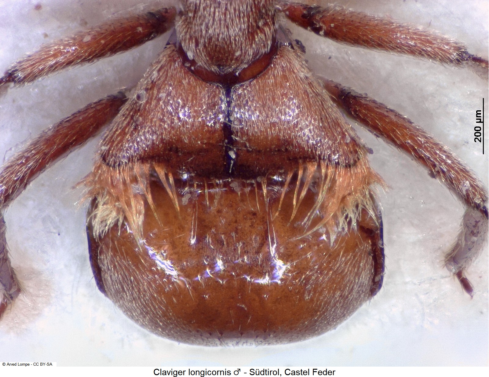 claviger_longicornis_m_$30040011_hlb.jpg