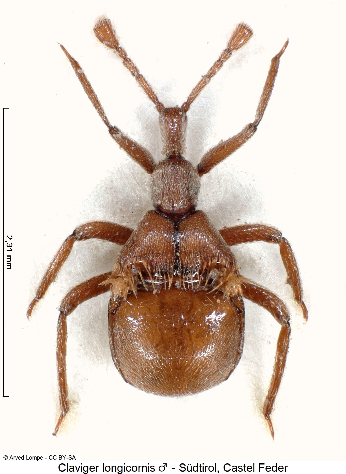 claviger_longicornis_m_ck30039901_hab.jpg