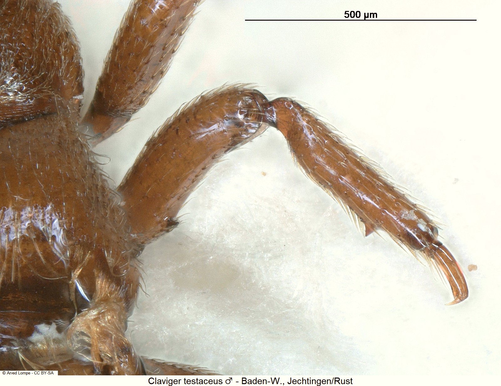 claviger_testaceus_m_$6109_mb.jpg