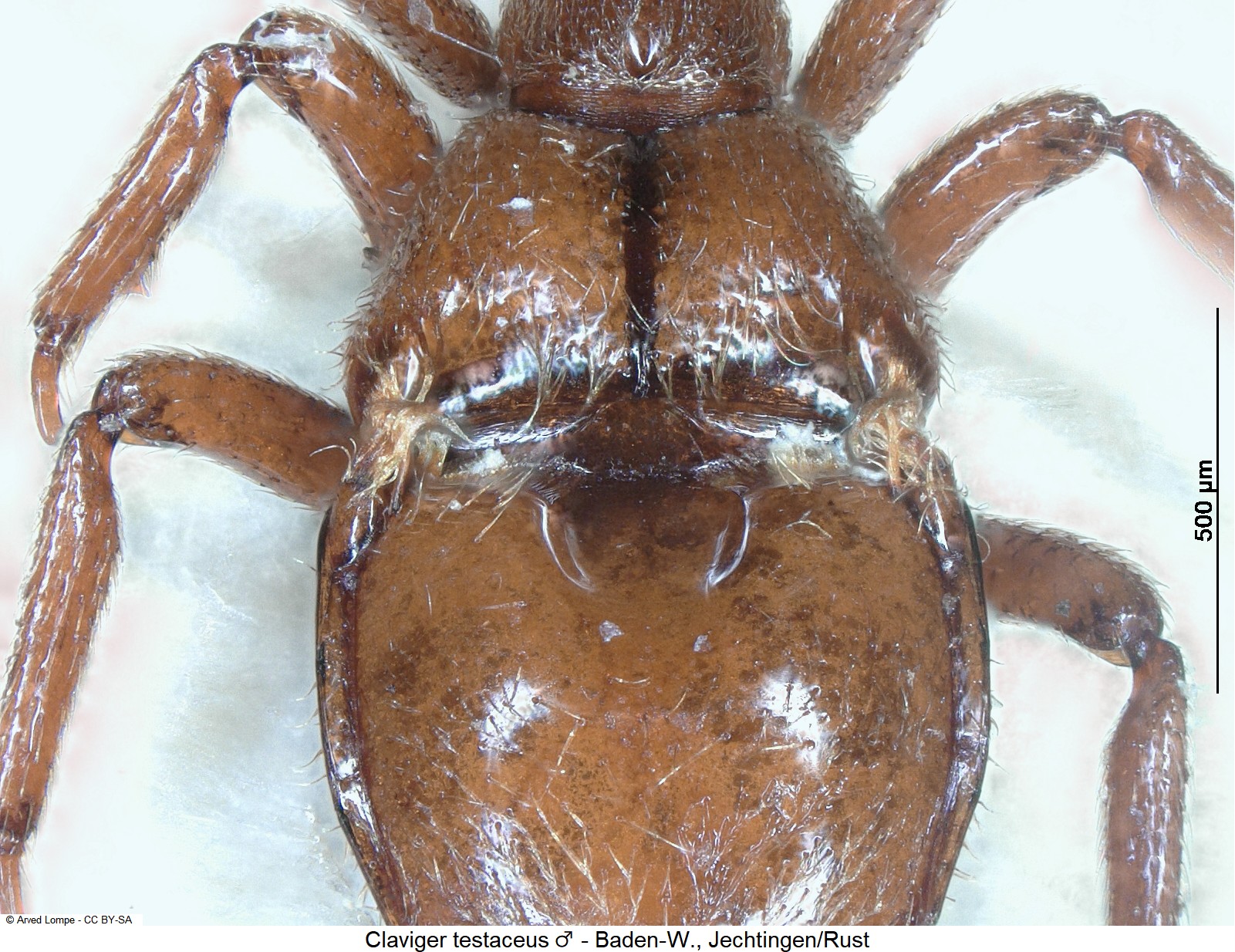 claviger_testaceus_m_abd.jpg
