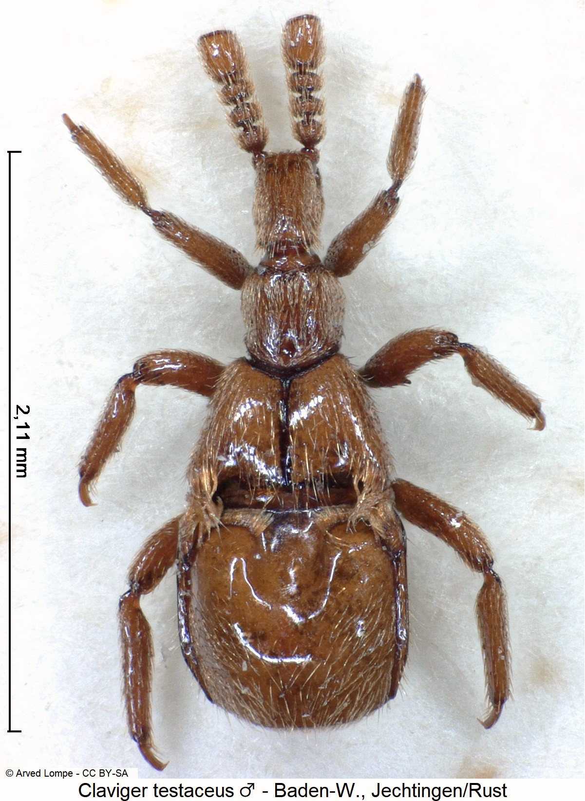 claviger_testaceus_m_hab.jpg
