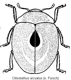 clitostethus_arcuatus_hab.gif