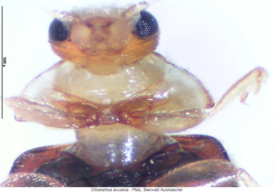 clitostethus_arcuatus_vbr.jpg