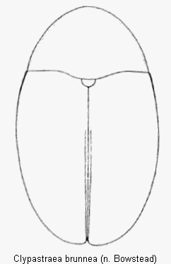 clypastraea_brunnea_hab.gif