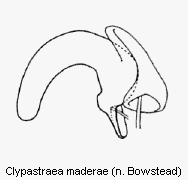 clypastraea_maderae_sperm.gif