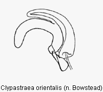 clypastraea_orientalis_sperm.gif