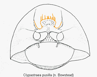 clypastraea_pusilla_pro.gif