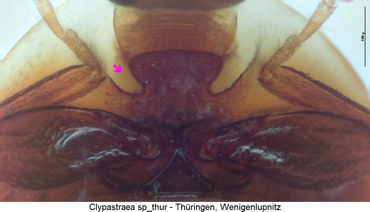 clypastraea_sp_thur_vbr.jpg