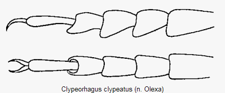 clypeorhagus_clypeatus_tr.gif