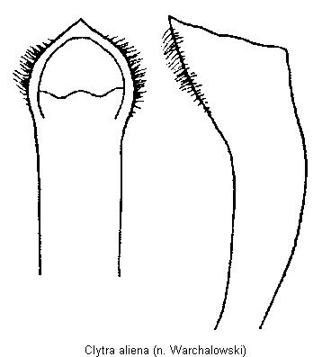 clytra_aliena.gif
