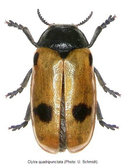 clytra_quadripunctata_hab.jpg