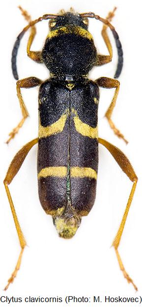 clytus_clavicornis_hab.jpg
