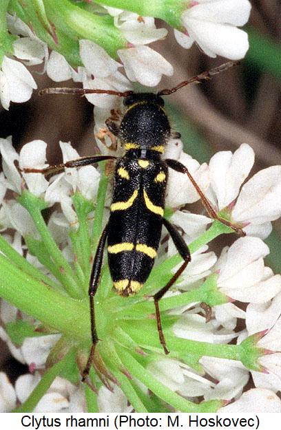 clytus_rhamni_live.jpg