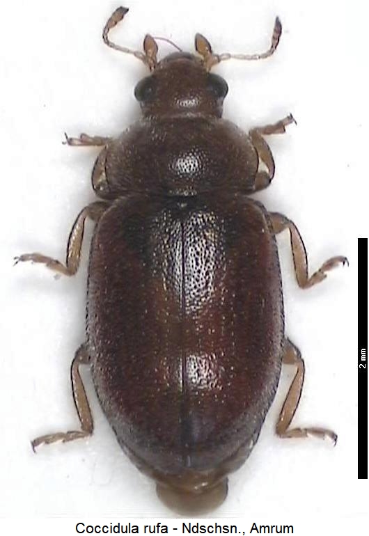 coccidula_rufa_hab.jpg