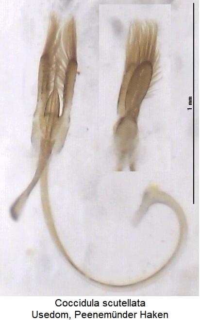 coccidula_scutellata.jpg