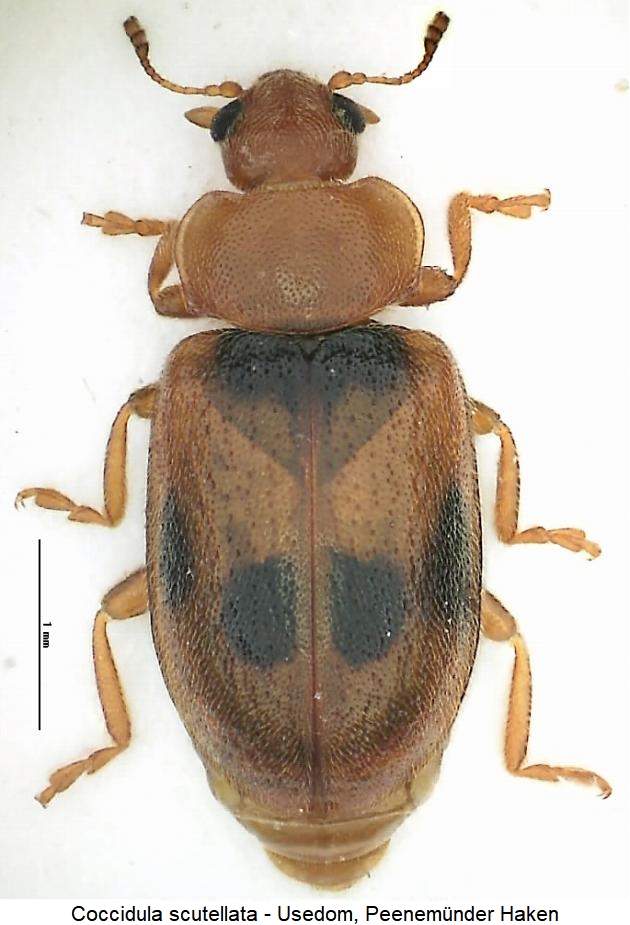 coccidula_scutellata_hab2.jpg