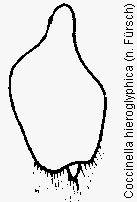coccinella_hieroglyphica_genpl.gif