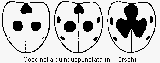 coccinella_quinquepunctata_fld.gif