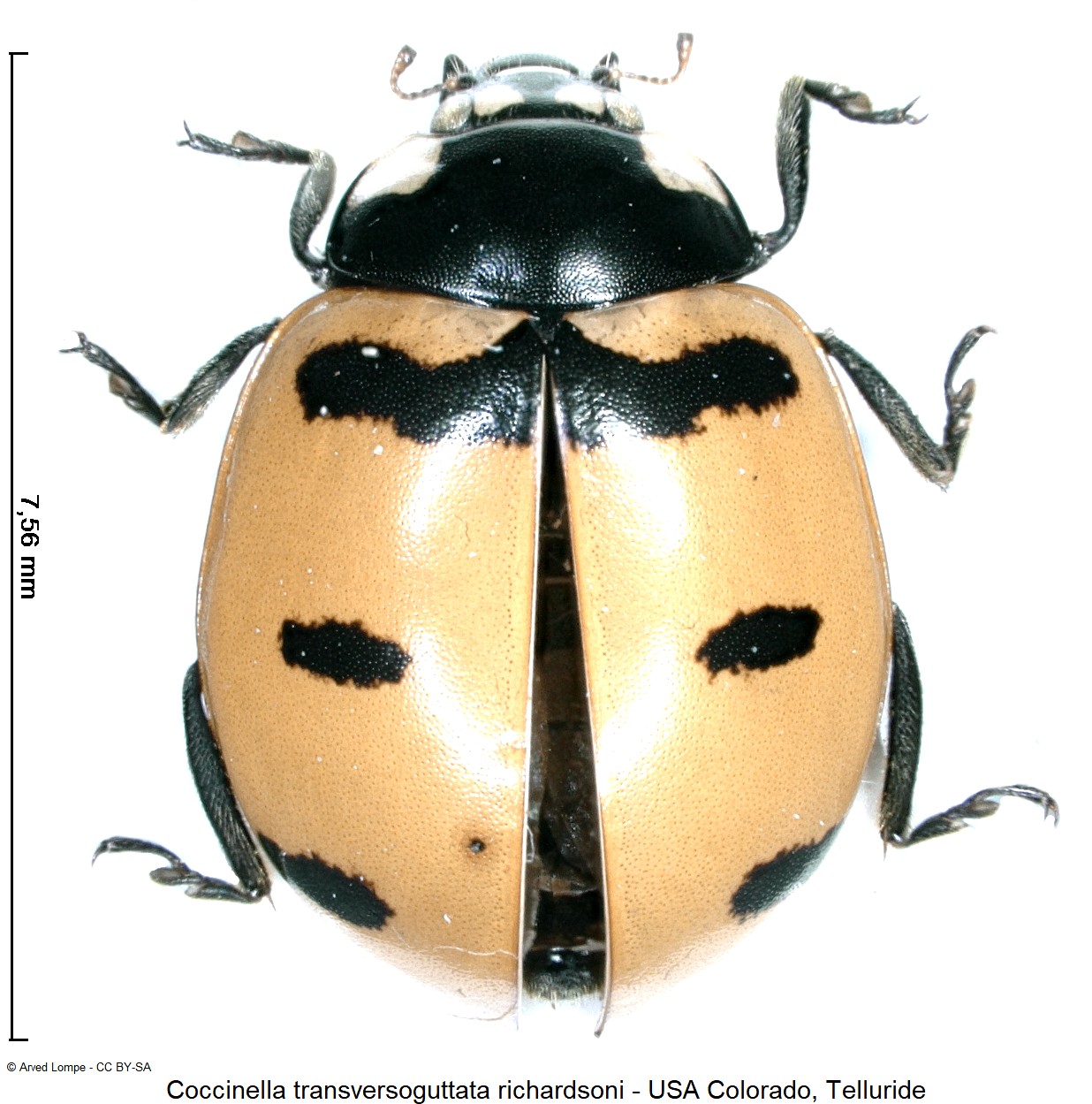 coccinella_richardsoni_$22530_hab.jpg