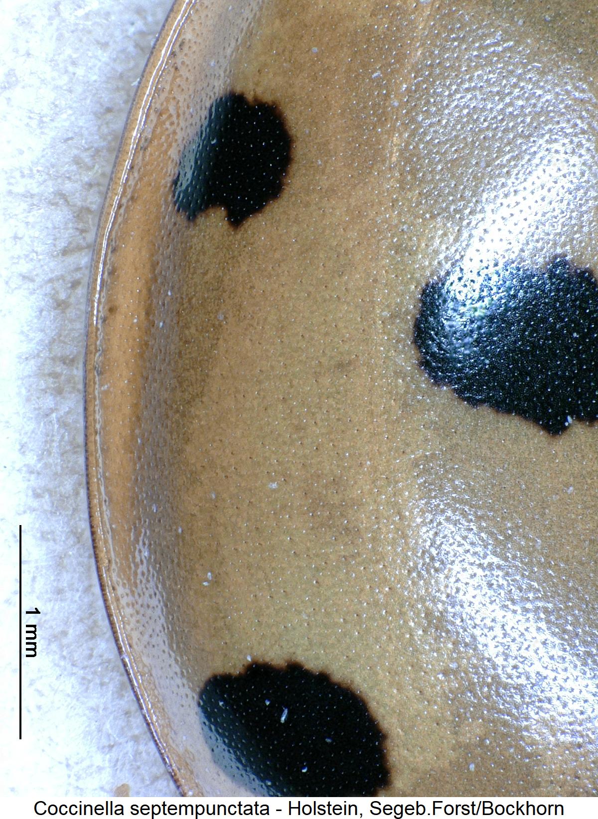 coccinella_septempunctata_hschl.jpg