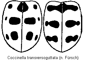 coccinella_transversoguttata_fld.gif
