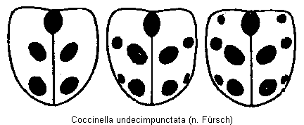 coccinella_undecimpunctata_fld.gif